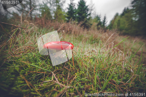 Image of Red mushroom in the fall