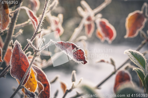 Image of Cold morning with frost on plants