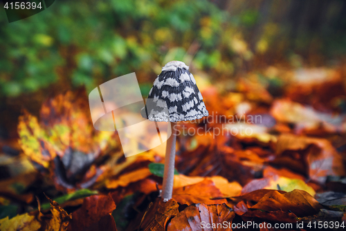 Image of Coprinopsis picacea mushroom in the autumn