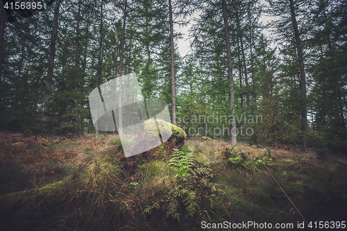 Image of Forest in autumn with green moss