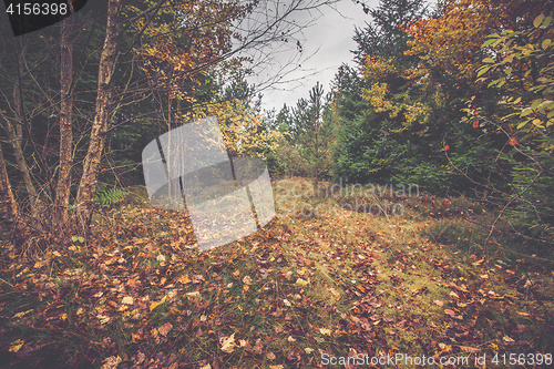 Image of Autumn leaves on the ground