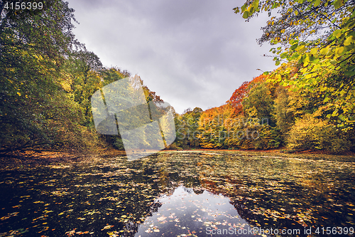 Image of Lake covered with autumn leaves