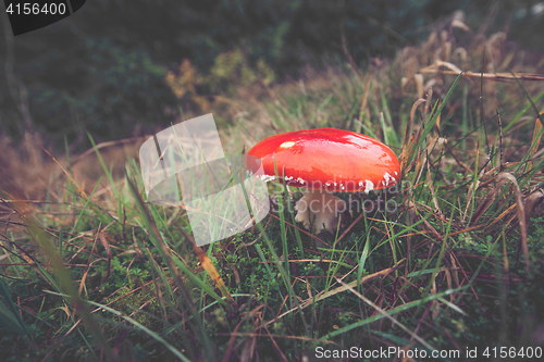 Image of Red Amanita Muscaria mushroom in Scandinavian nature