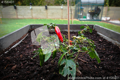 Image of Chili plant in a garden in the soil