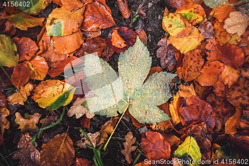 Image of Autumn maple leaf in a forest