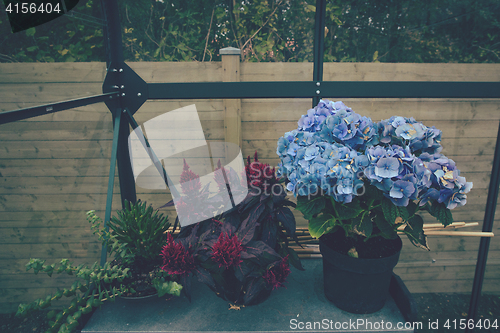 Image of Flower pots in a greenhouse