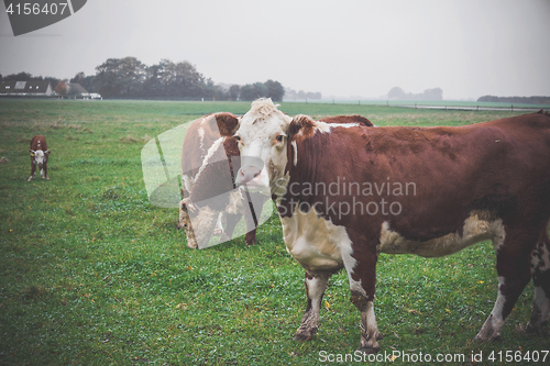 Image of Hereford cow looking out