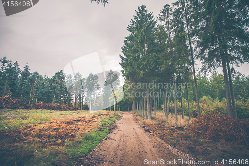 Image of Forest trail in the fall