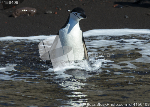 Image of Chinstarp Penguin in the water