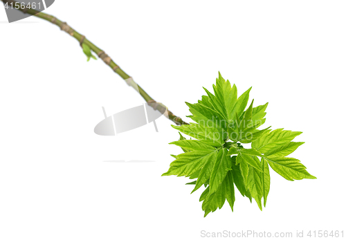 Image of Spring twigs of maple ash with young green leaves