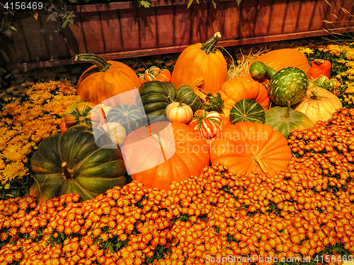 Image of Pumpkins