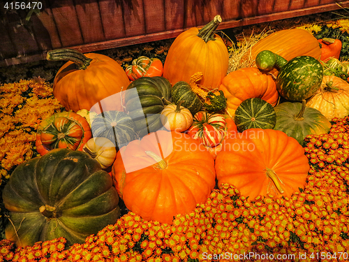 Image of Pumpkins