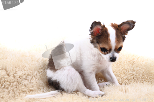 Image of chihuahua is resting