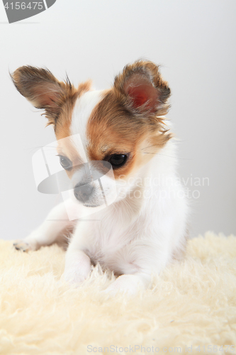Image of chihuahua is resting