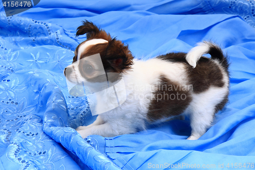 Image of small chihuahua puppy is resting