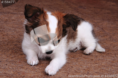 Image of small chihuahua puppy is resting