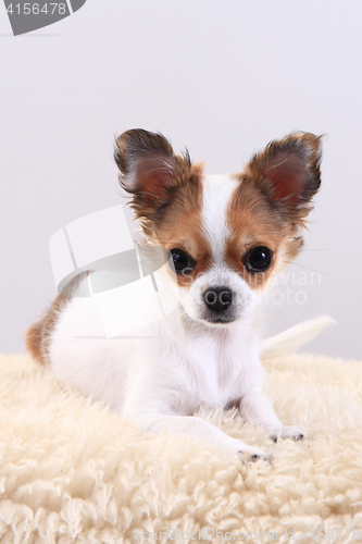 Image of chihuahua is resting