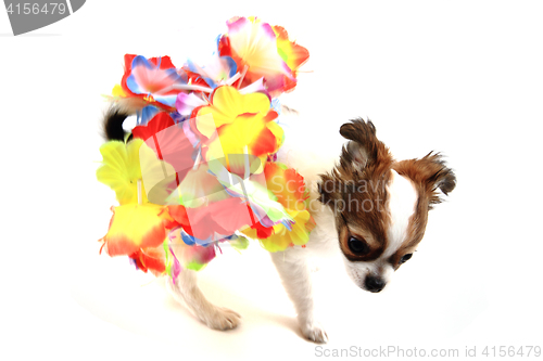 Image of small chihuahua puppy is dancing
