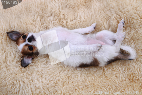 Image of small chihuahua puppy is resting