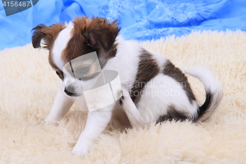 Image of small chihuahua puppy is resting