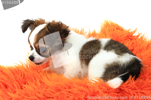 Image of chihuahua is resting