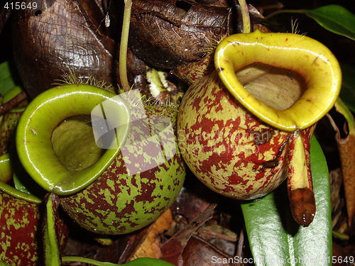 Image of Pitcher Plant I