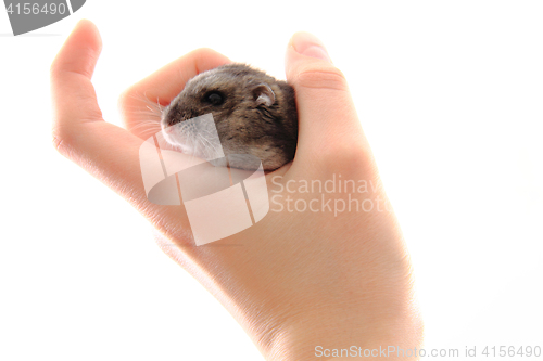 Image of dzungarian hamster in the human hand