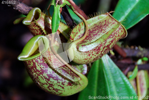 Image of Pitcher Plant E