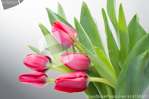 Image of Crimson tulip flower on background