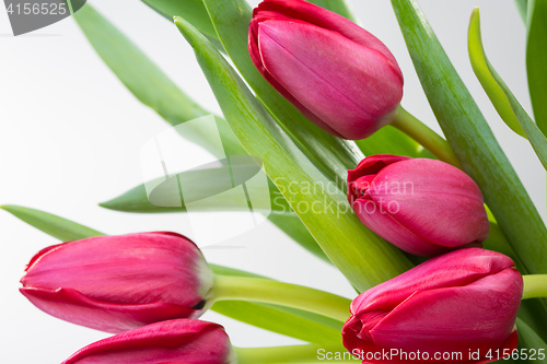 Image of Crimson tulip flower on background