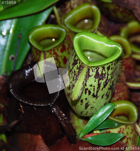 Image of Pitcher Plant C