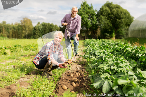 Image of senior couple planting potatoes at garden or farm