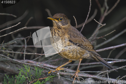 Image of Trush bird in Falklands