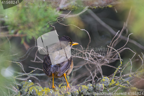 Image of Trush bird in Falklands