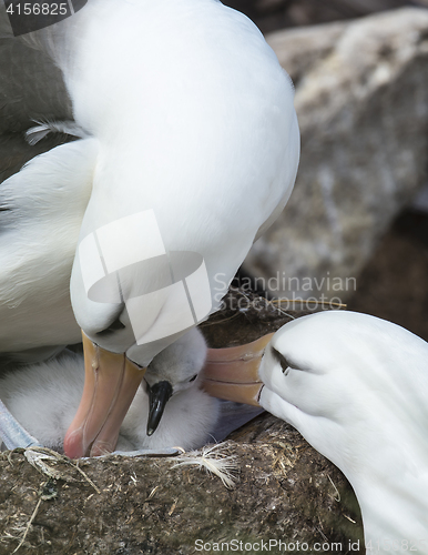 Image of Black browed albatross Saunders Island