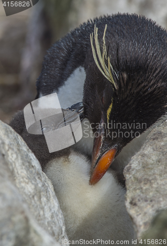 Image of Rockhopper penguin with chick
