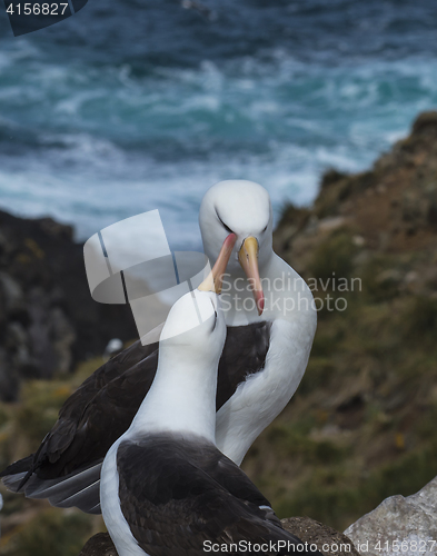 Image of Black browed albatross Saunders Island