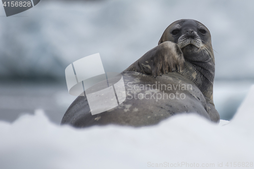 Image of Weddell Seal laying on the ice