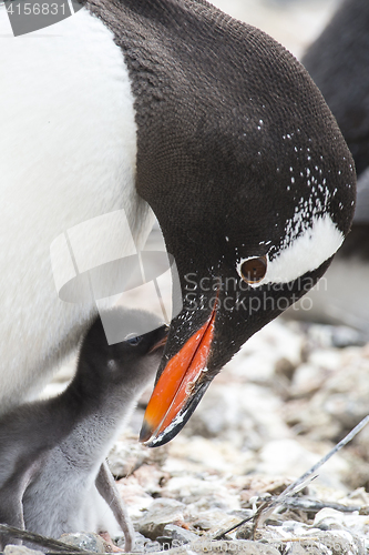 Image of Gentoo Penguin on the nest