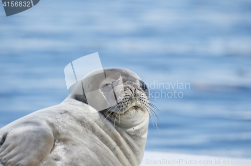 Image of Weddell Seal laying on the ice