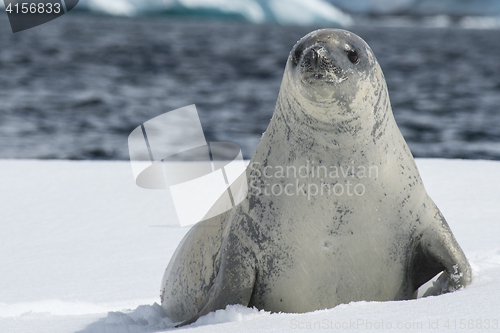 Image of Crabeater seals on the ice.