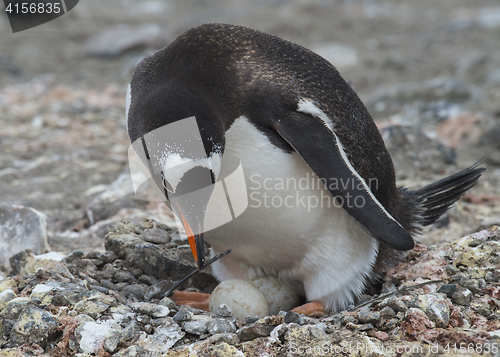 Image of Gentoo Penguin on the nest