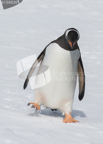 Image of Gentoo Penguin walk on the snow