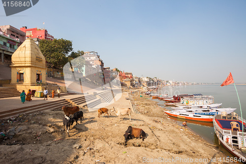 Image of Cows and boats