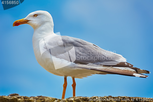 Image of Seagull on the Fence