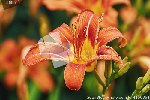 Image of Large Prominent Flower