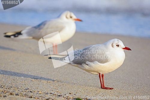 Image of Seagulls on the Sand