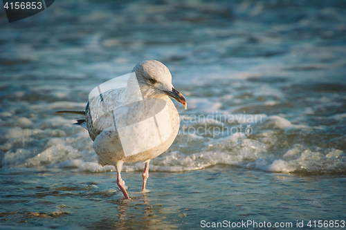 Image of Seagull on the Shore
