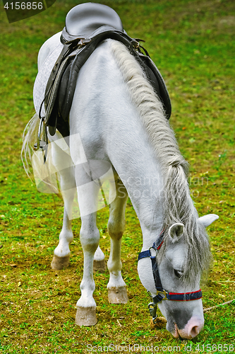 Image of Saddled White Horse