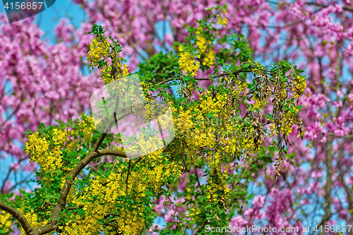 Image of Common Laburnum Flowers